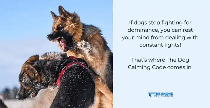 dog yelping because of ear infections