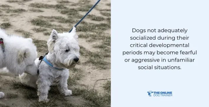 dog's attention socialization