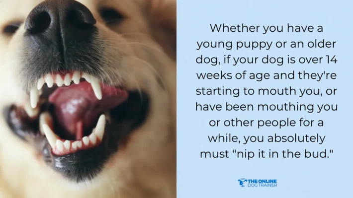 injuries caused by dog biting