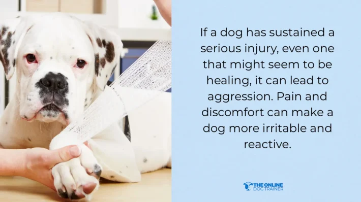 injuries make dog's behaviour change