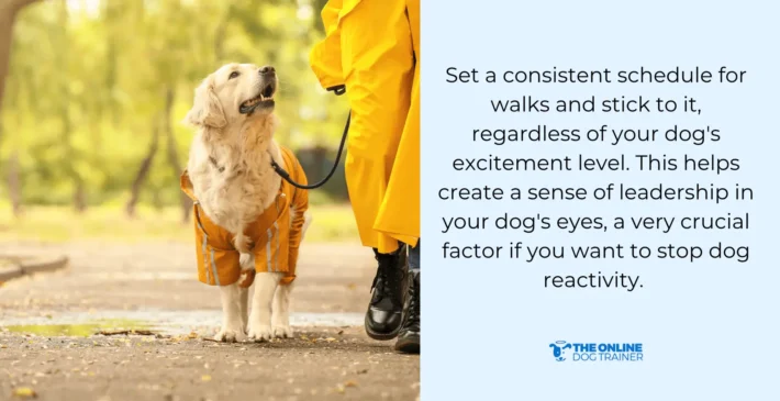 leash reactive dogs training