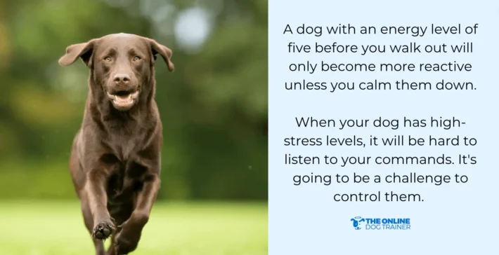 leash reactivity dogs