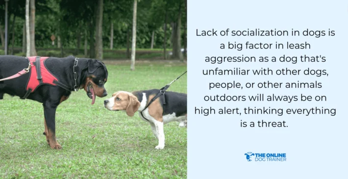 leash reactivity vs aggression