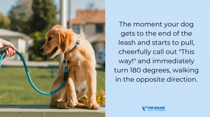 leash that protect dog's nose