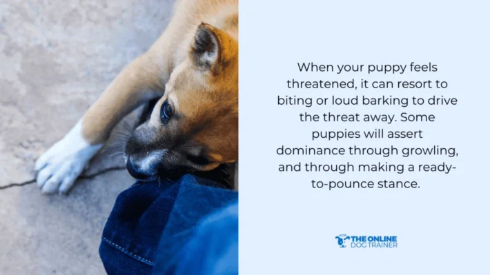 fear aggression dog's feeding area