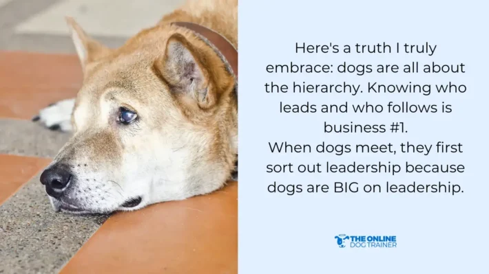 new dog owners with older dogs