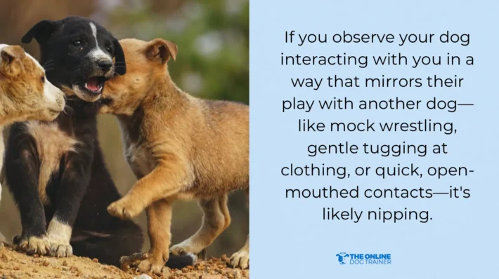 nipping dog's actions