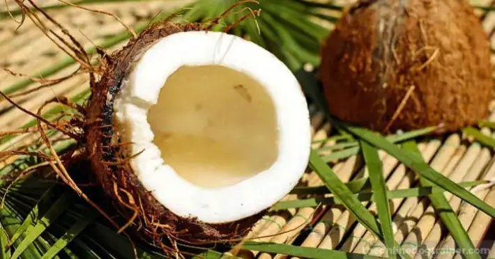 Paw care for dogs in winter