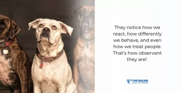 physical touch dogs affection