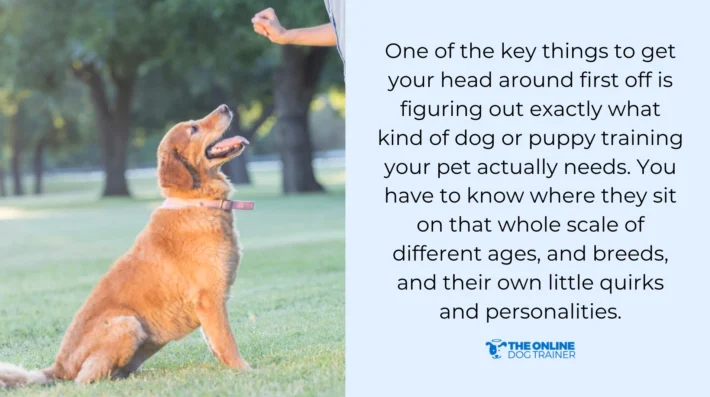 professional certification dog trainers