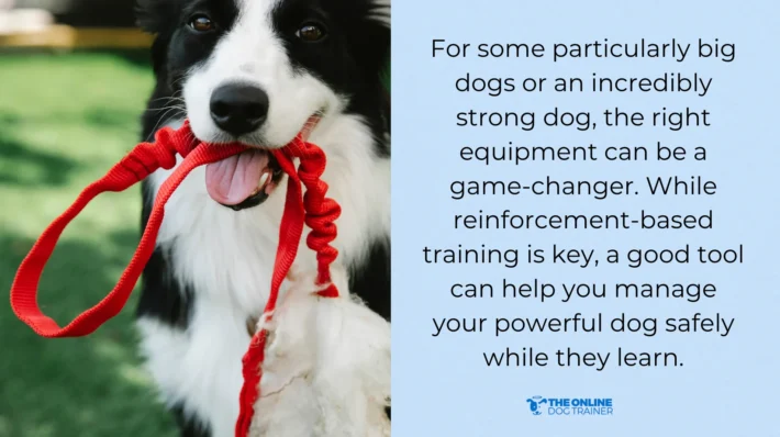 prong collar dog leash