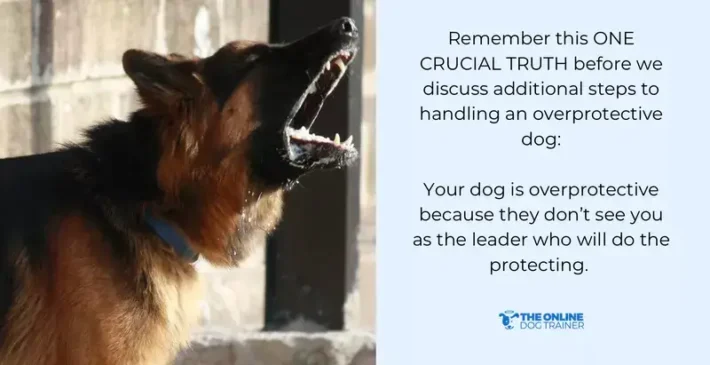 protective aggressive dog