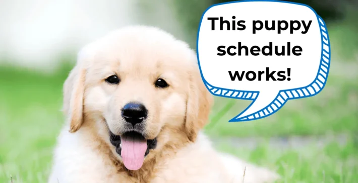 puppy training schedule