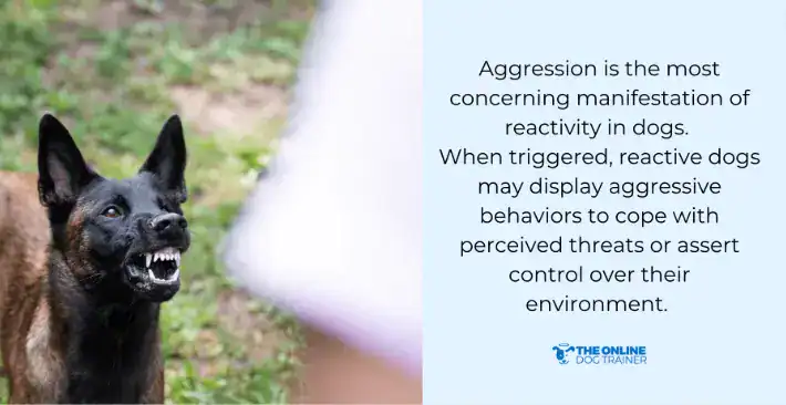 reactive dog training