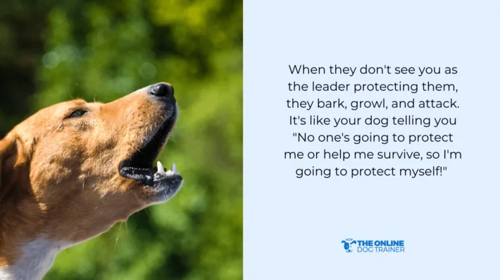 reason for dog growling