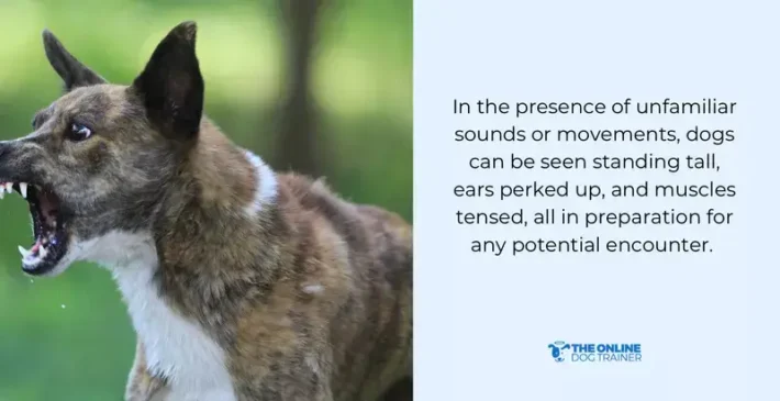 reason why dogs are protective