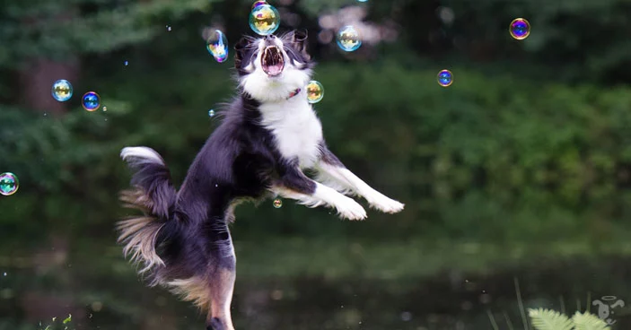 Recall-Training-for-Dogs-The-Science-Behind-Why-Your-Dog-Ignores-You-and-How-to-Fix-It-BLOG-IMAGES-1