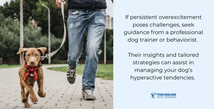 reward calmness to stop overexcited dogs