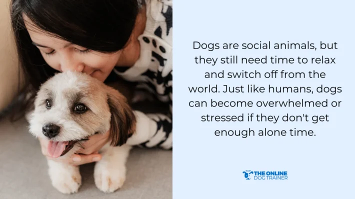 safe space for individual dog to relax