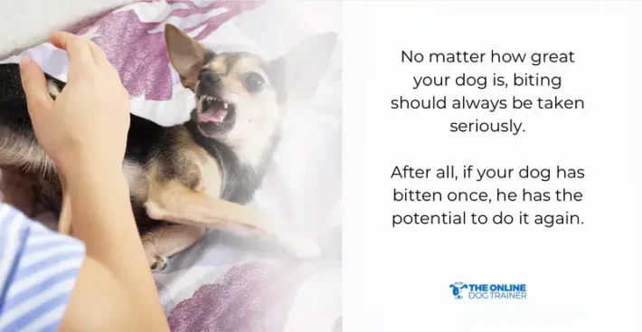 dog's behaviour biting