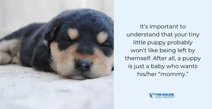 start teaching puppies correct behavior