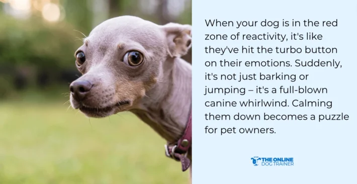 stop reactive dog behavior