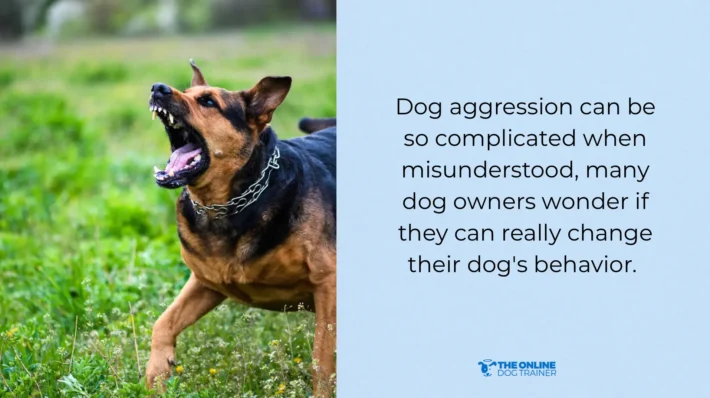 such a dog with aggression