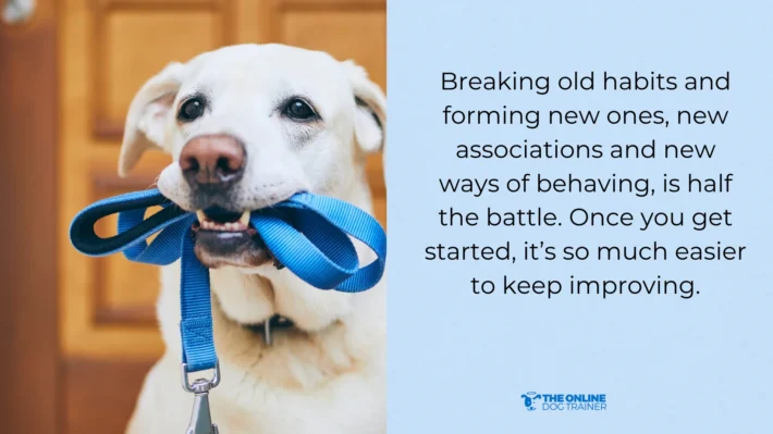 teach dog how to learn to walk