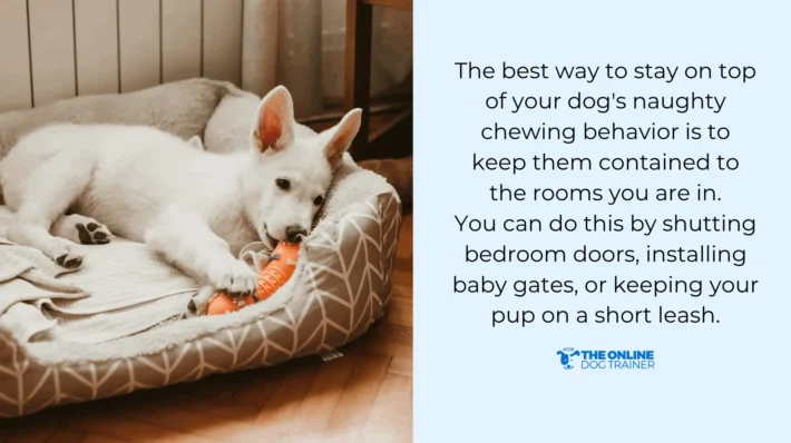 teething pain dog chewing