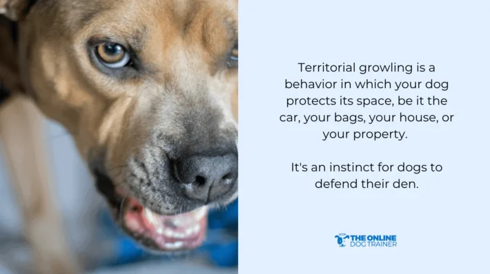 territorial dog growling