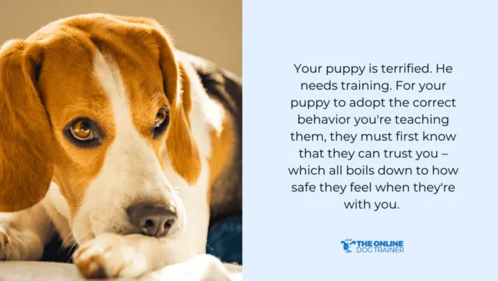 train your dog's behavior