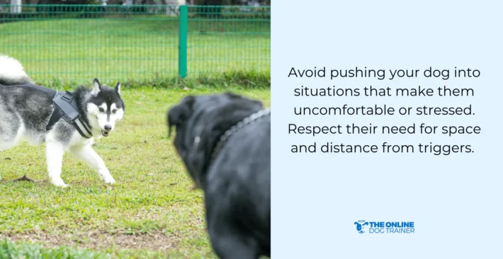 training leash reactive dogs