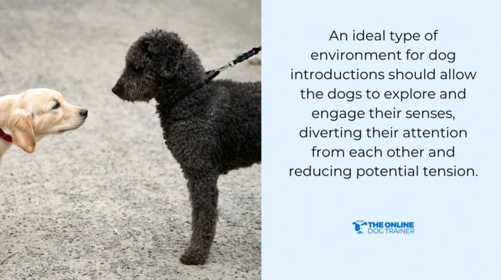 training process for reactive dogs