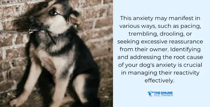 training reactive dogs