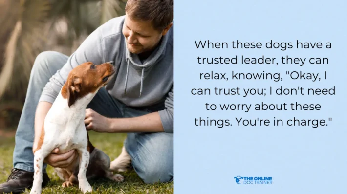 what calms anxious dogs