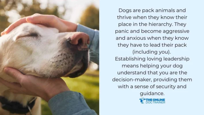 what causes dog lunging