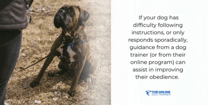 what is the best training method for dogs