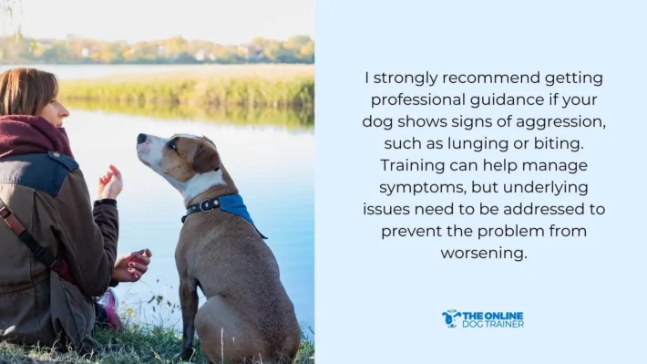 what to do when a dog lunges