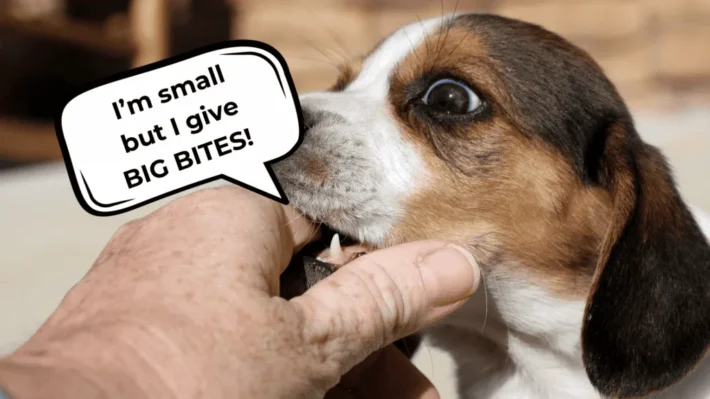 when do puppies stop biting