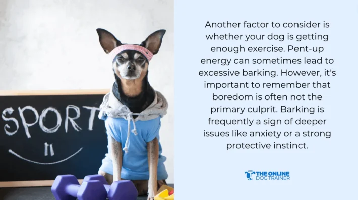 whistle training for dogs