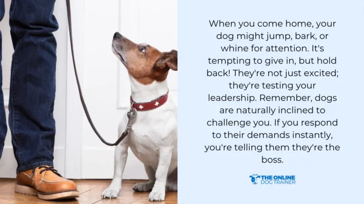 why dogs bark non stop