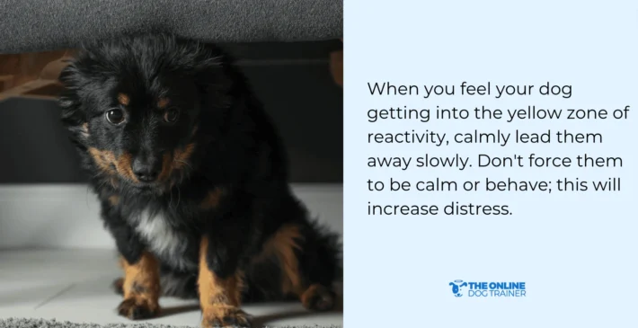 why is my dog reactive