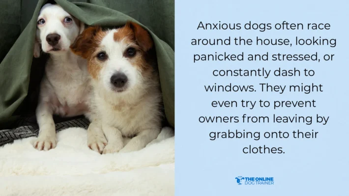 why you need to keep dog physically and mentally healthy